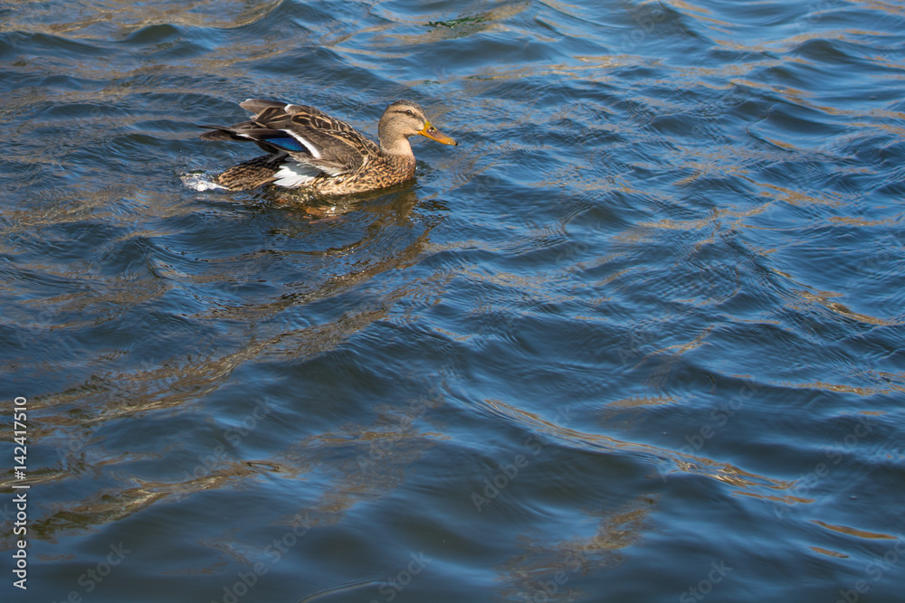 Duck on pond. Sunlight on water. Spring. Female. Duck on pond. Sunlight on water. Spring. Female.