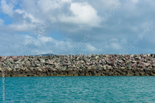 Cormorant colony on stone water breaker on sunny day photo