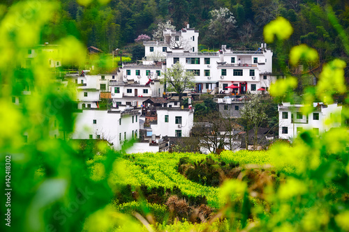 Wuyuan rape in full bloom landscape photo