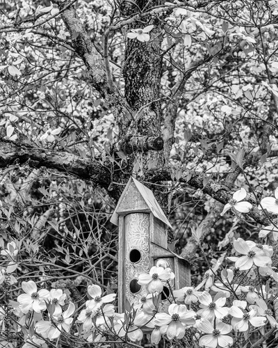 Dogwoods and Birdhouses II © Bill