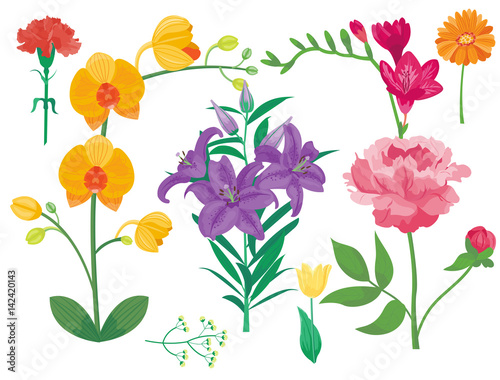 Cartoon petal vintage floral vector bouquet garden flower botanical natural p...