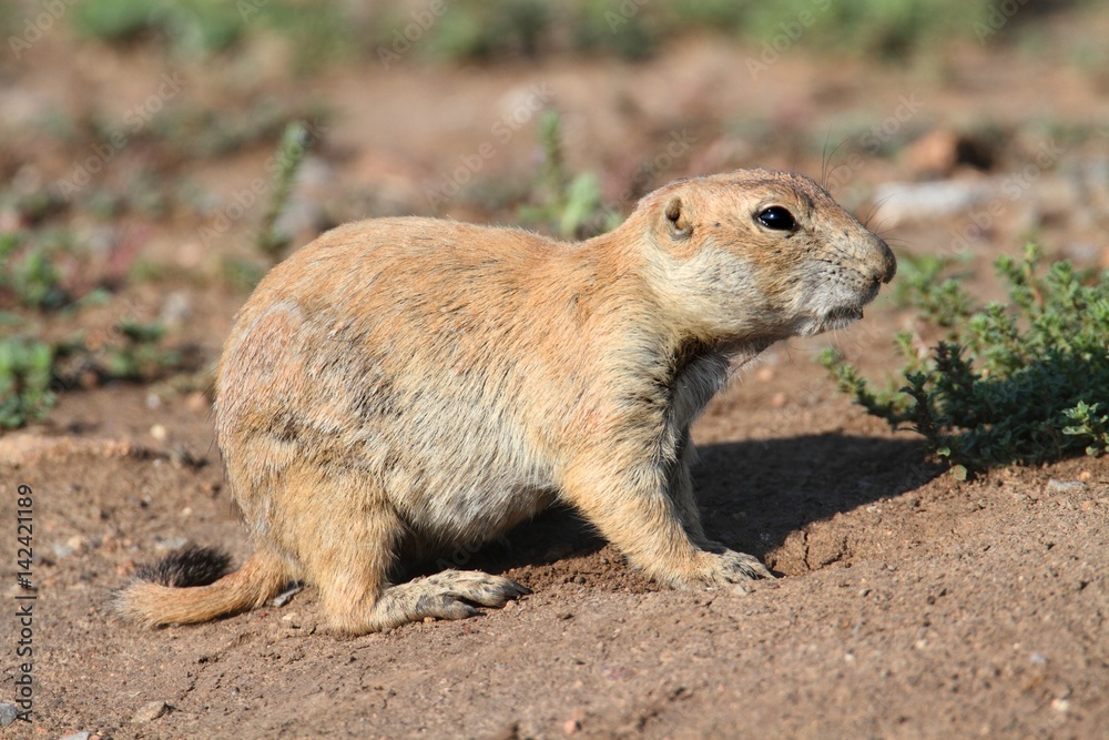 Black-tailed Prairie Dog (Cynomys ludovicianus) Black-tailed Prairie Dog (Cynomys ludovicianus)