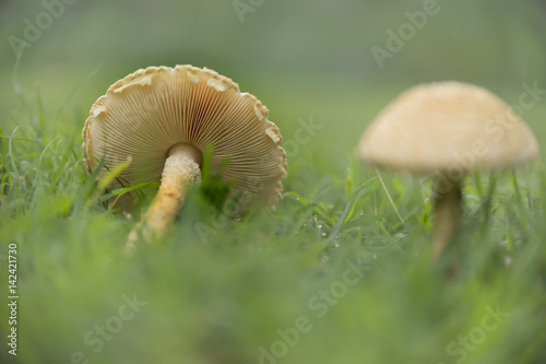 Mushrooms with gills Landscape