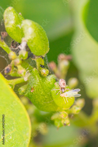 Tiny Spider Eating Green Fly photo