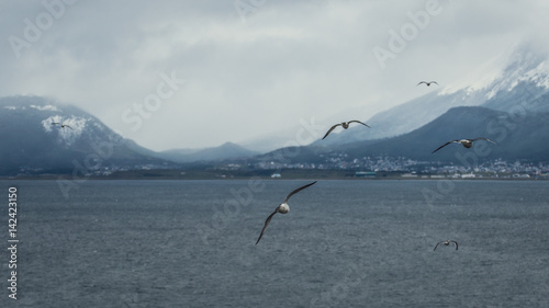 Flock of seagulls above the sea with mountains in the background, Ushuaia, Argentina © Petr