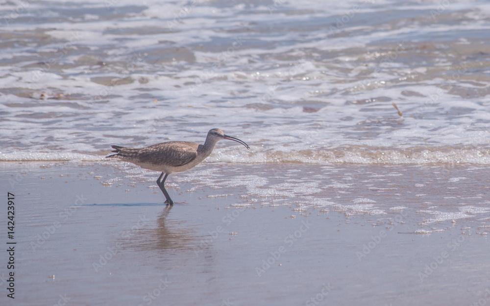 A long-billed curlew is playing on a sand beach A long-billed curlew is playing on a sand beach