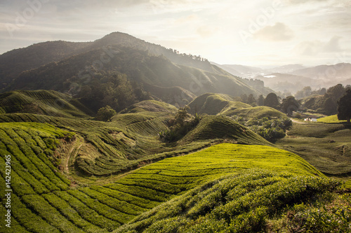 Hügel mit Teefelder im Morgenlicht photo