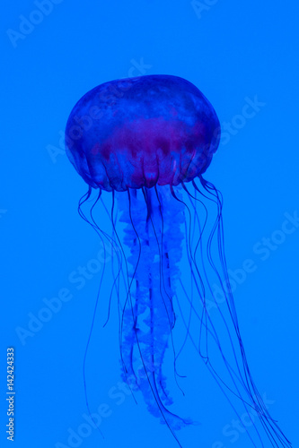 Graceful jellyfish swimming in an aquarium. Colorful sea creature on vivid blue background. © studiolaska