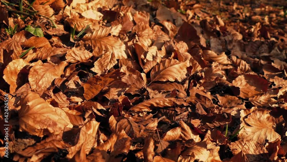 Crisp Fall Leaves Blowing Around In The Wind Crisp Fall Leaves Blowing Around In The Wind