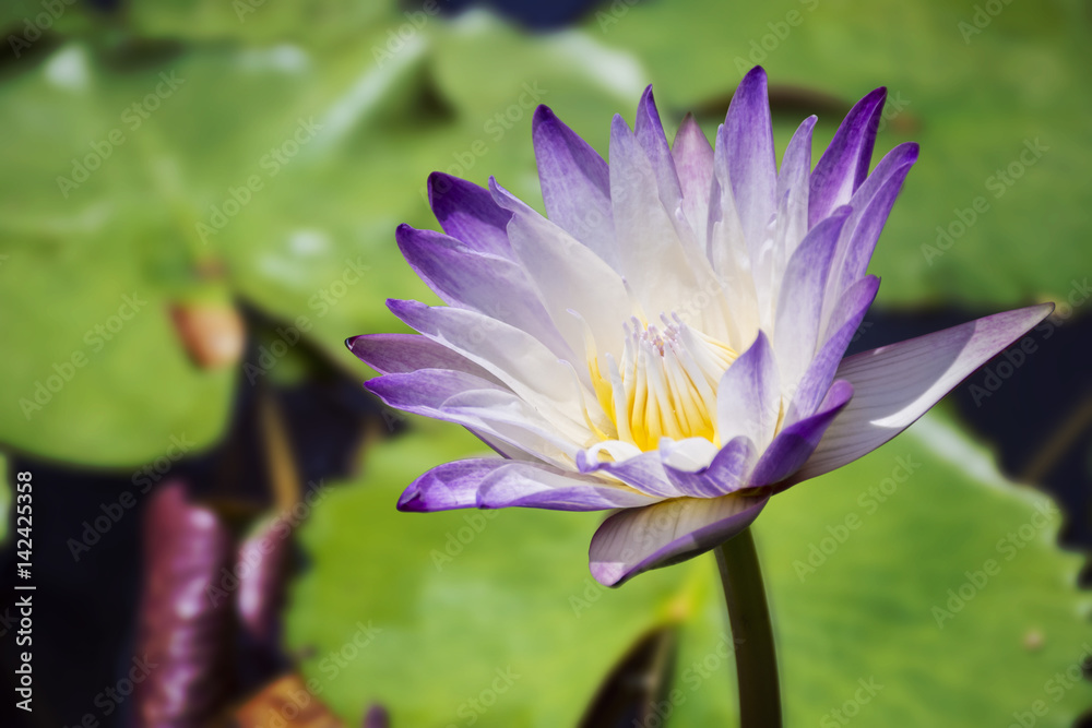 Beautiful purple waterlily or lotus flower in pond with clipping path. Beautiful purple waterlily or lotus flower in pond with clipping path.