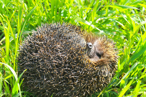 Hedgehog on green grass photo