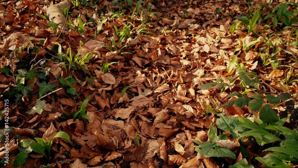 Moving Over Woodland Path Covered In Fall Leaves Moving Over Woodland Path Covered In Fall Leaves