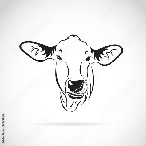 Vector of a cow head on white background., Calf