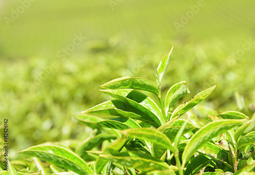 Closeup view of amazing upper bright green tea leaves