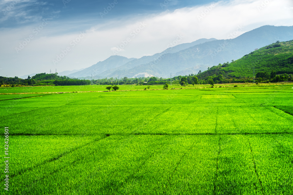 Bright green rice fields. Scenic summer landscape Bright green rice fields. Scenic summer landscape