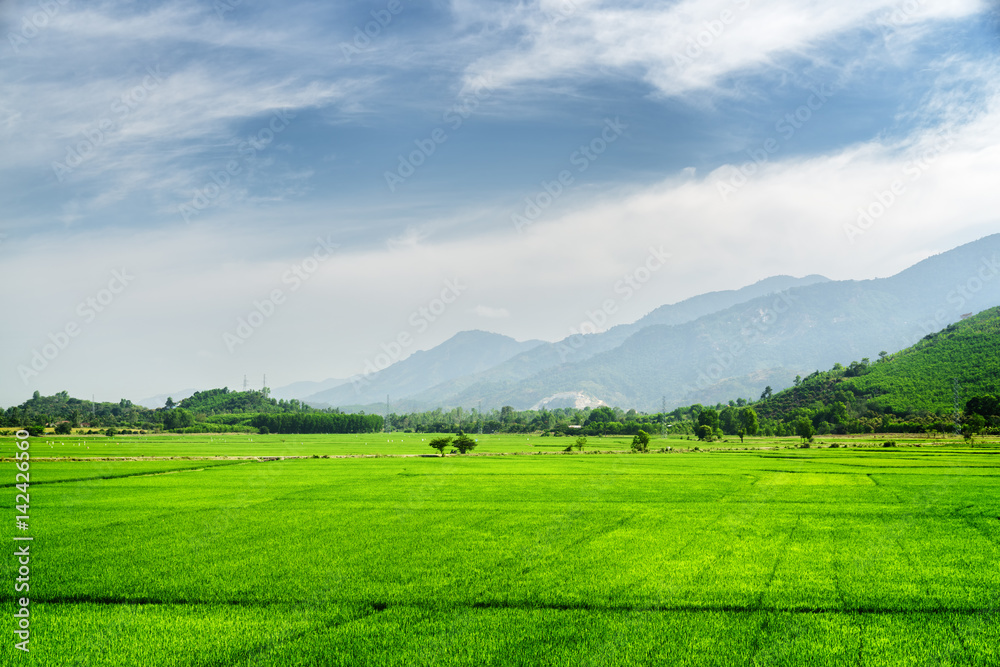 Amazing bright green rice fields