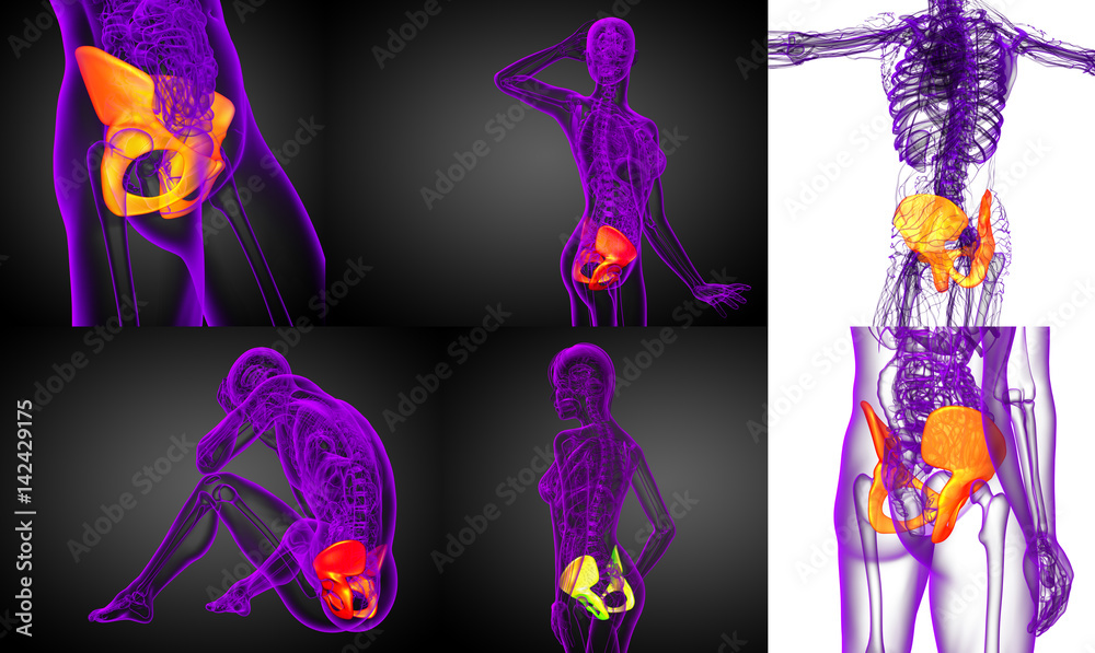 Obraz premium 3d rendering medical illustration of the pelvis bone