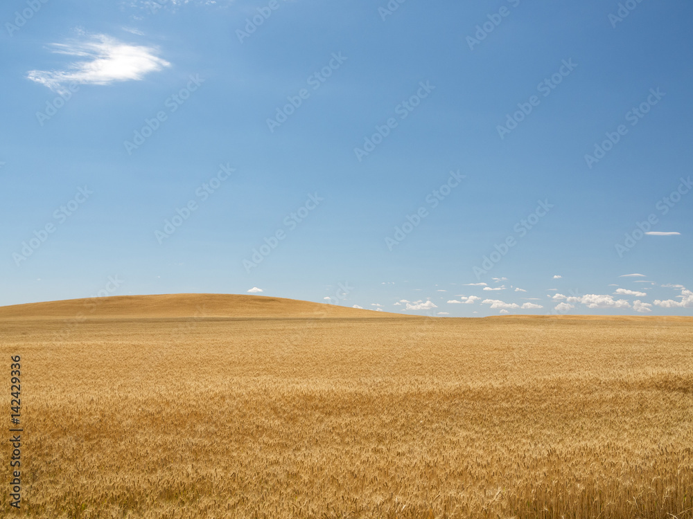 Wheat Field Agriculture Background with Hills and Blue Sky