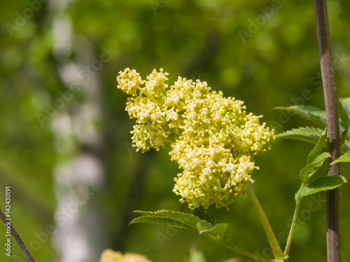 Flower buds and leaves of red elderberry, Sambucus Racenosa, on branch with bokeh background macro, selective focus, shallow DOF