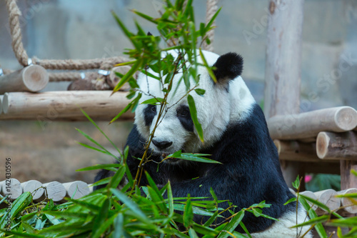 Fototapeta Naklejka Na Ścianę i Meble -  Panda