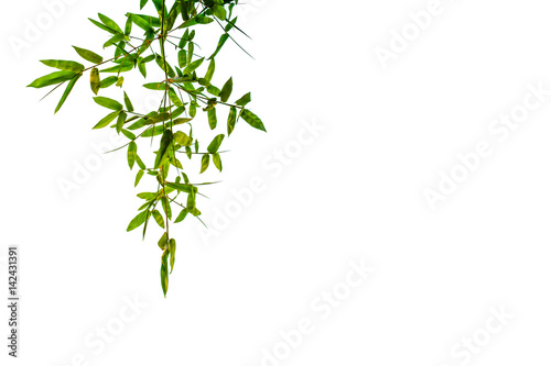 Green bamboo leaves isolated on a white background.