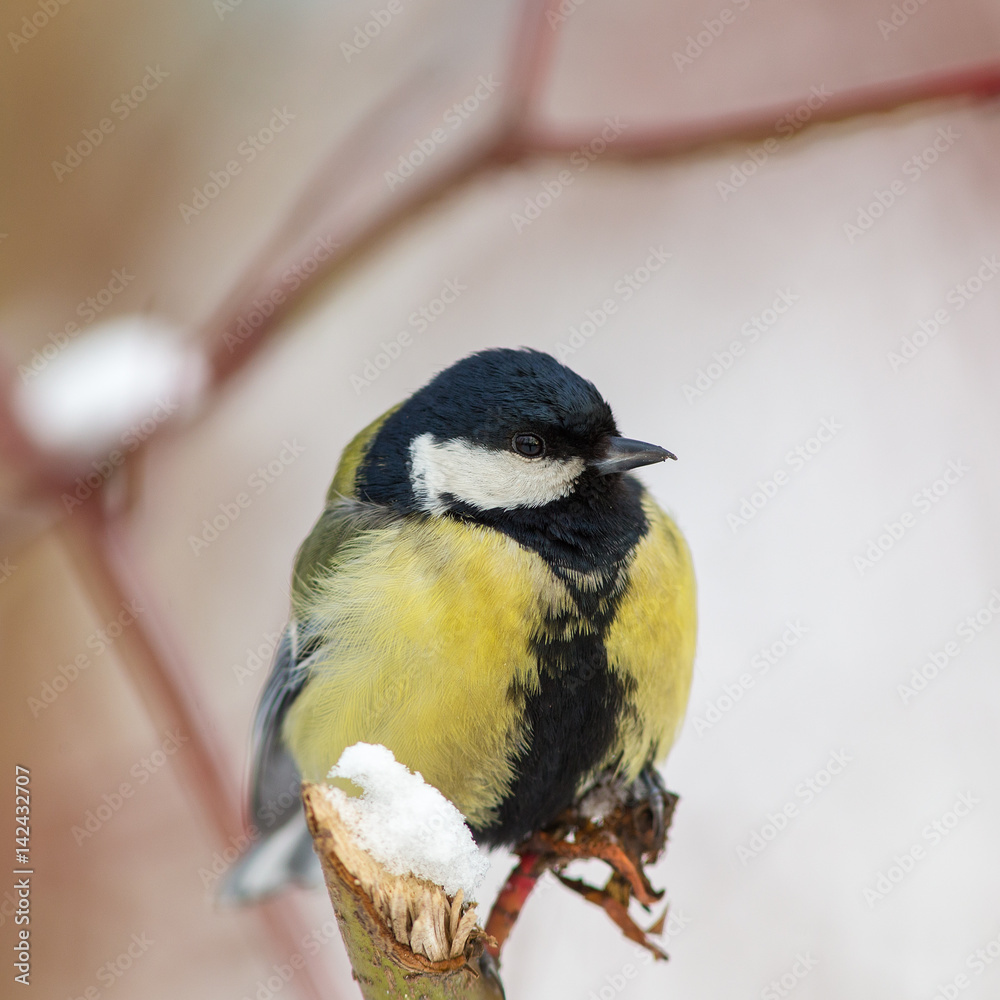 Obraz premium titmouse close up