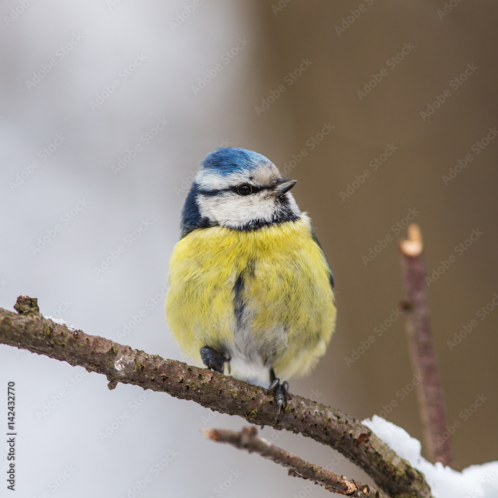 Obraz premium blue tit on a branch