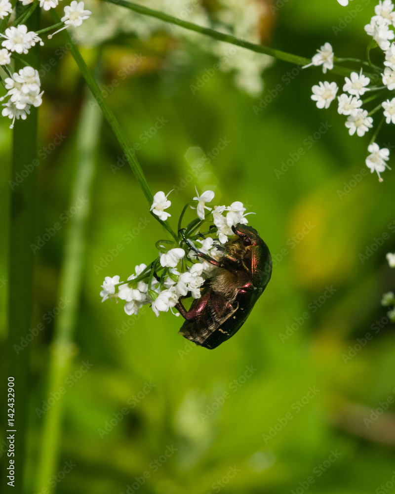 Green Rose Chafer, Cetonia Aurata, feeding on white flowers of Bishop's weed, macro, selective focus, shallow DOF Green Rose Chafer, Cetonia Aurata, feeding on white flowers of Bishop's weed, macro, selective focus, shallow DOF
