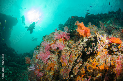 Fototapeta Naklejka Na Ścianę i Meble -  Scuba Diver swims over Coral Reef with Tropical Fish, Undersea, Underwater life,
