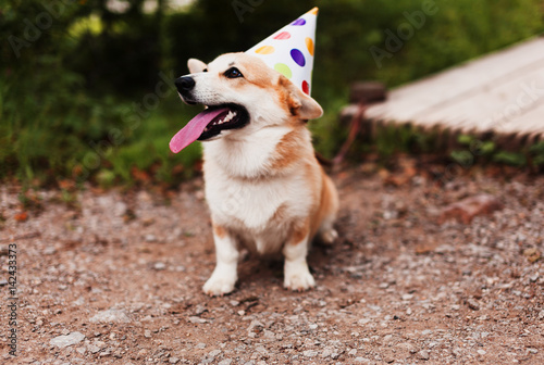 Corgi dog in a fancy cap smiling celebrates birthaday