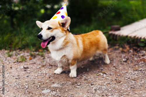 Corgi dog in a fancy cap smiling celebrates birthday