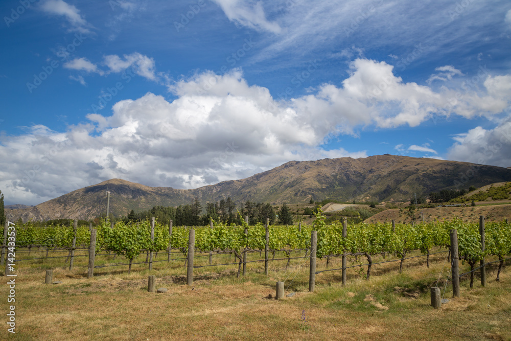 View from winery in Central Otago, South Island, New Zealand. Beautiful green vineyard with mountains and hills on the background. Vineyard under a blue summer sky.