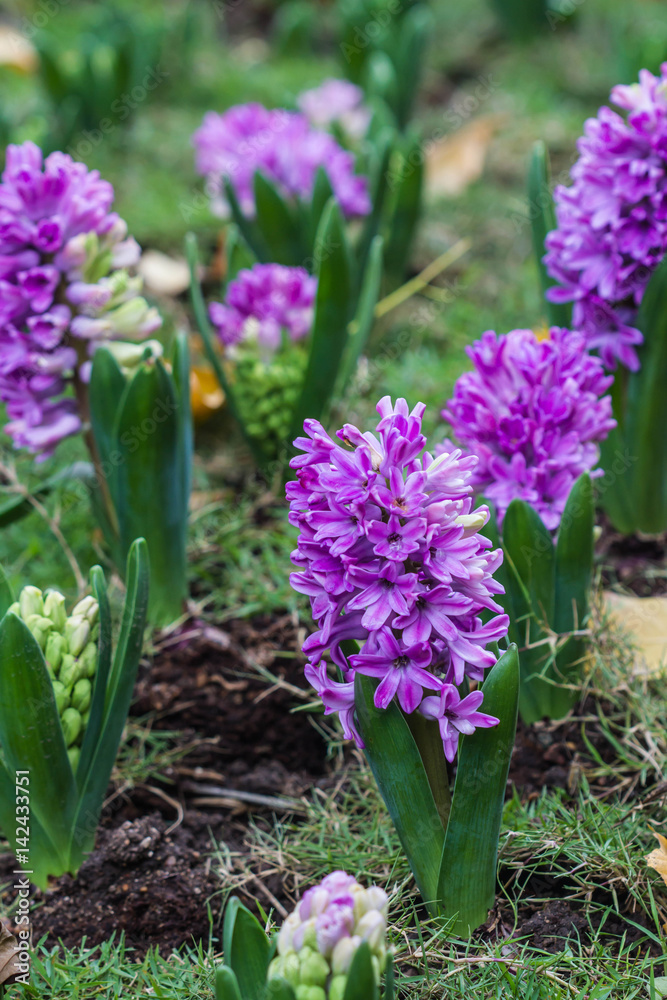 Naklejka premium Pink hyacinth spring blooming flower in garden.