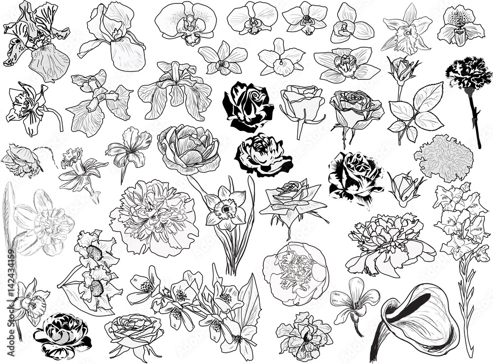 large set of light flower sketches collection on white large set of light flower sketches collection on white