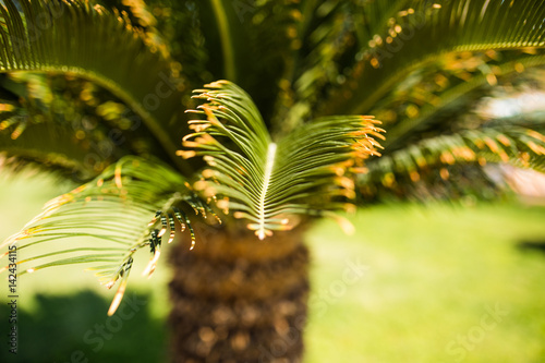 palm leaf in garden. Summer vacotion.