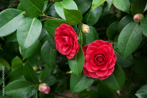 Camellia japonica flowers Fototapet
