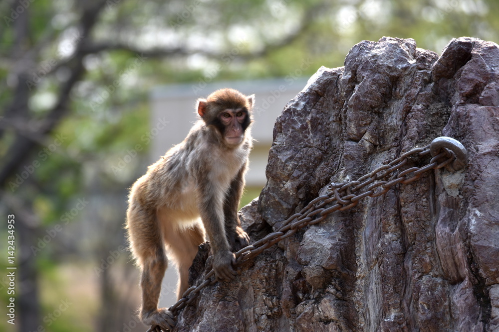 Fototapeta premium MONKEY