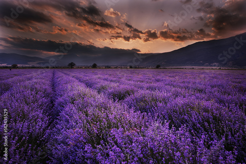 Lavender field at sunset