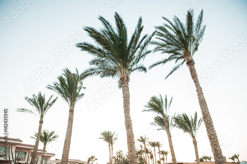 Palm tree and bright sun on blue sky