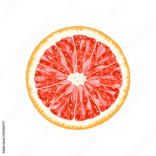 Vector grapefruit, pomelo slice. Illustration of citrus
