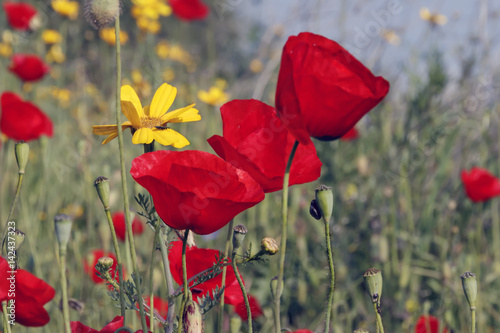 Blooming red poppies