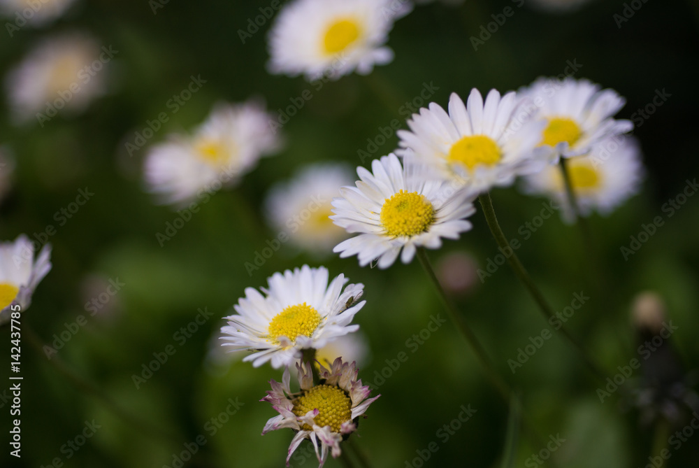 Dasies in the Garden. Dasies in the Garden.