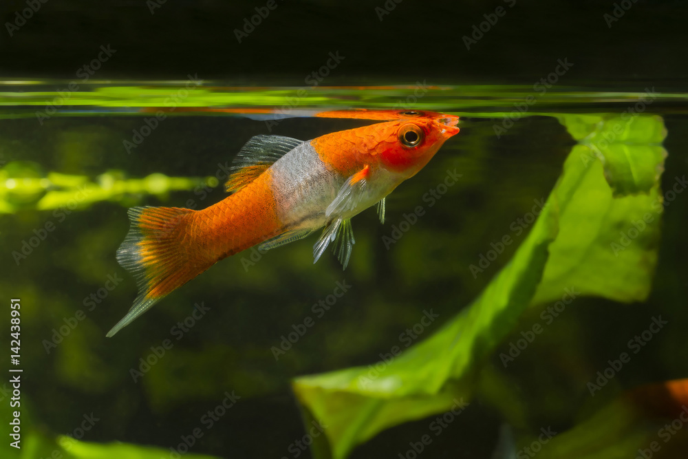 Livebearer Swordtail fish orange white at the surface. Livebearer Swordtail fish orange white at the surface.
