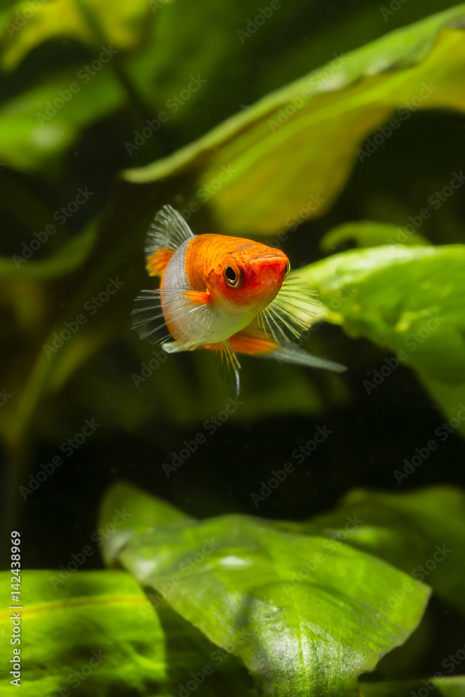 Livebearer Swordtail orange white fish in an aquarium. Livebearer Swordtail orange white fish in an aquarium.