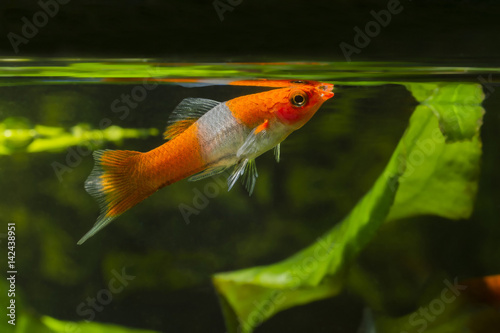 Livebearer Swordtail fish orange white at the surface.