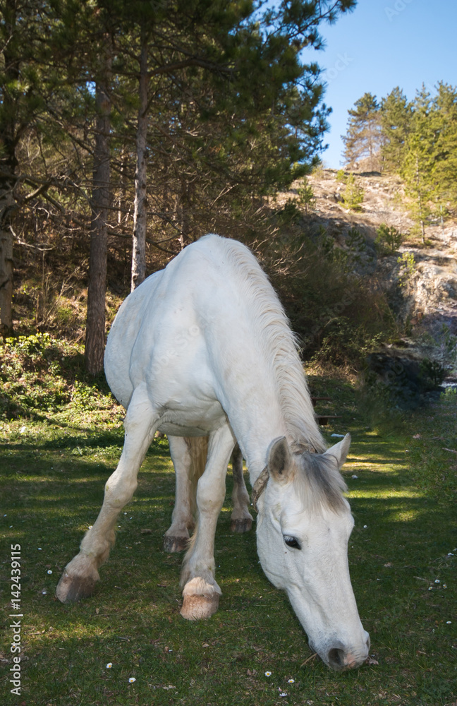 Ritratto di un cavallo bianco nel bosco Ritratto di un cavallo bianco nel bosco