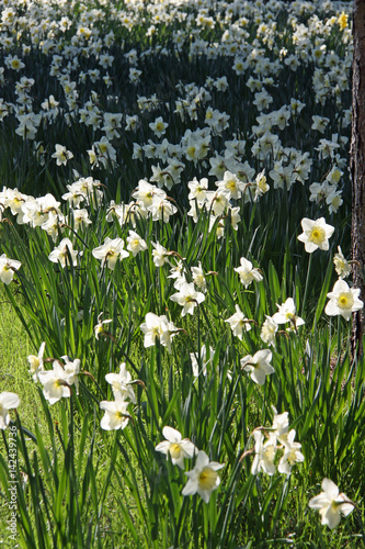Narcisses blancs en priarie au printemps photo