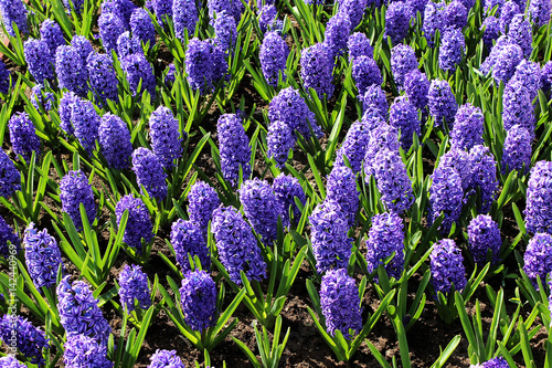 Flowerbed with blooming hyacinths in the garden on a sunny day. Fresh violet hyacinths growing on a spring soil. Hyacinths with rich blue flowers and bright green leafs on a sunny day.