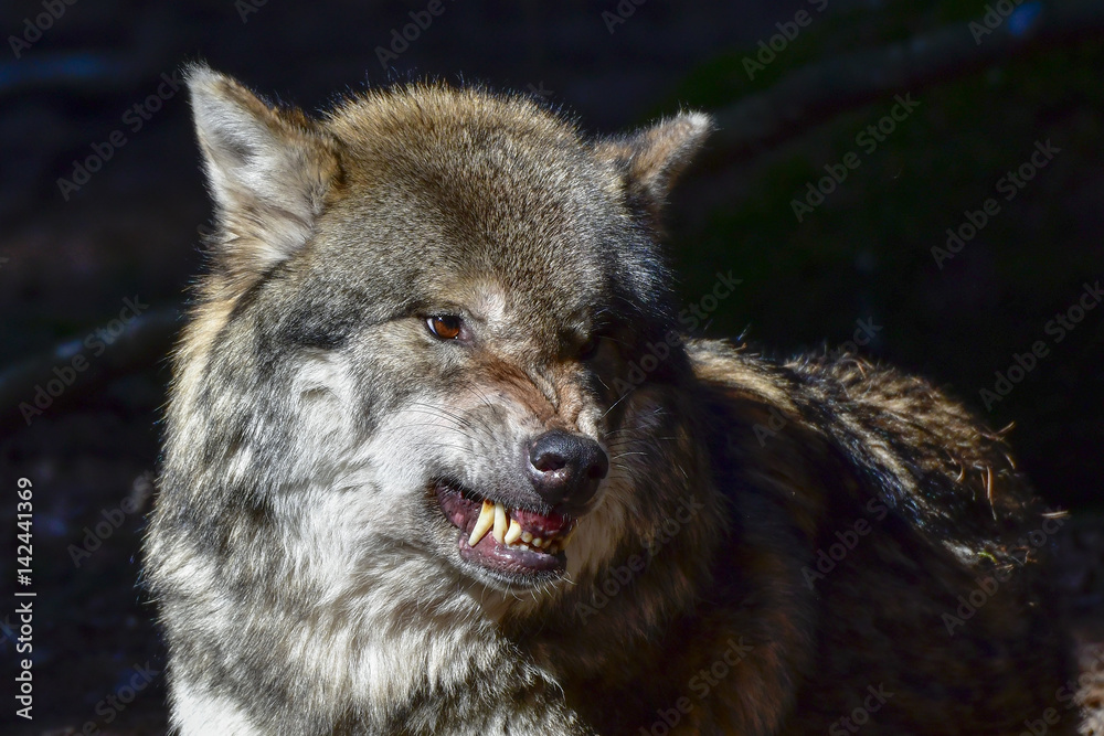 Naklejka premium Wolf Drohung