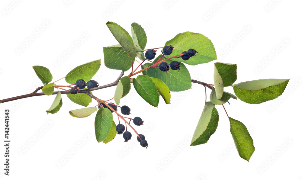 bunch of ripe juneberry on white bunch of ripe juneberry on white
